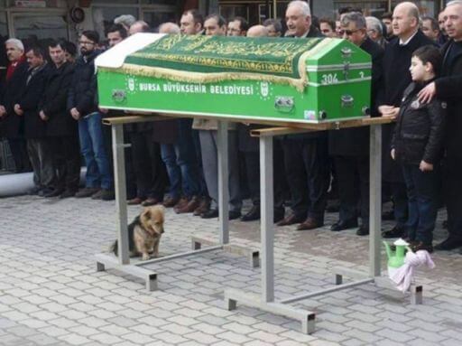 Dog Visits Owner's grave everyday