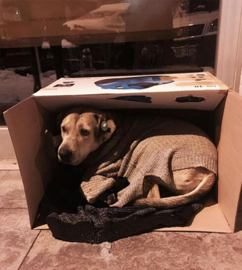 dog cardbox winter