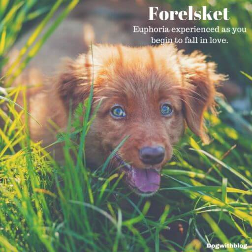 Forelsket meaning