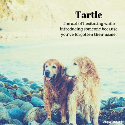 beautiful untranslatable word - tartle