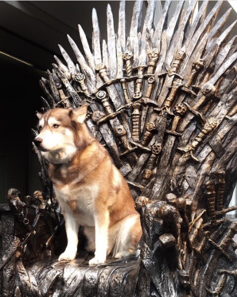 dog game of thrones