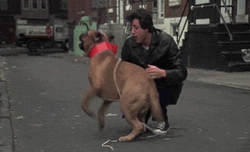 Rocky movie dog