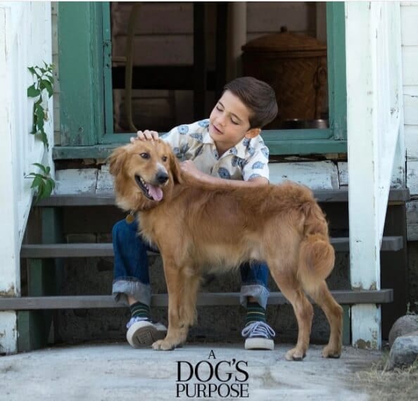 Movie review A Dog's Purpose