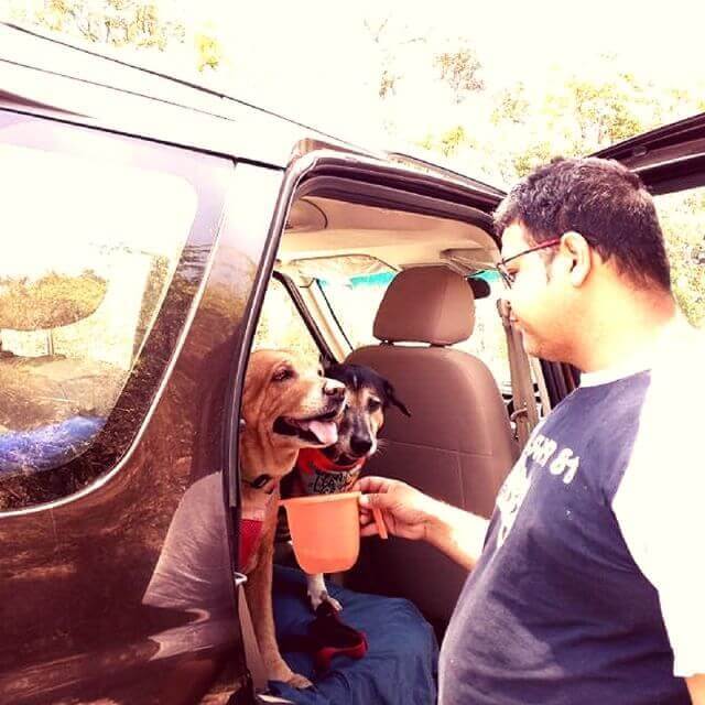 dog car travel