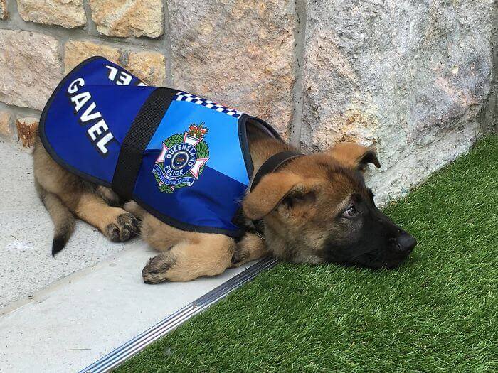 friendly police dog