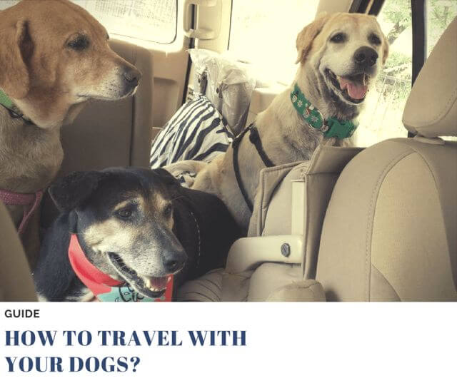 how to travel with your dog