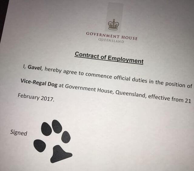 dog job offer letter