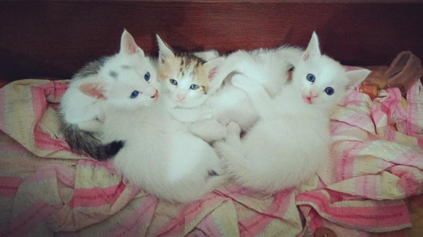 cat coorg