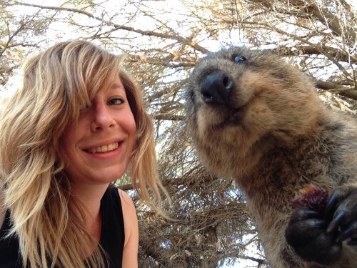 Why Quokka is the happiest animal in the world?