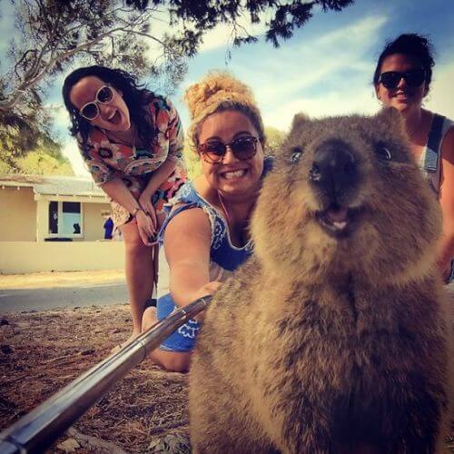 Australia cute quokka selfie