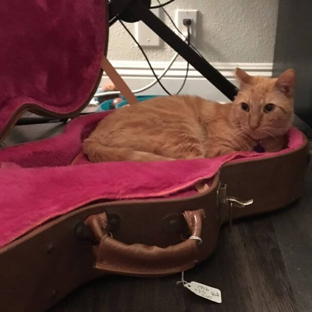 cat in guitar box