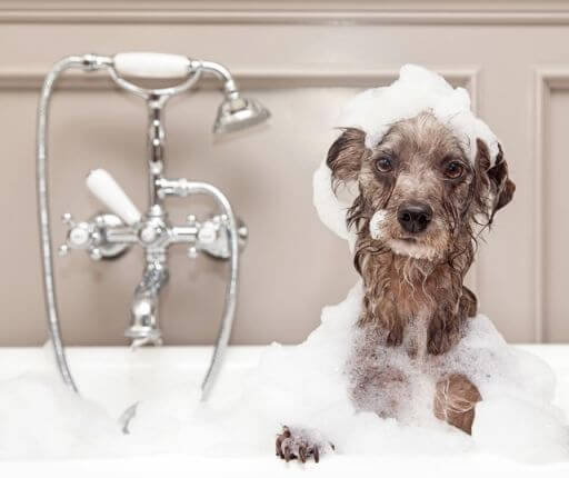 dog bath dry skin in dogs