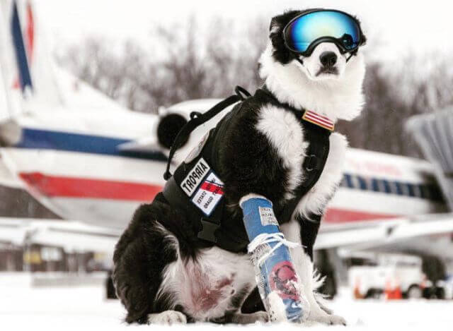 Piper airport dog 
