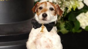 Palm dog award best dogs in cinema!