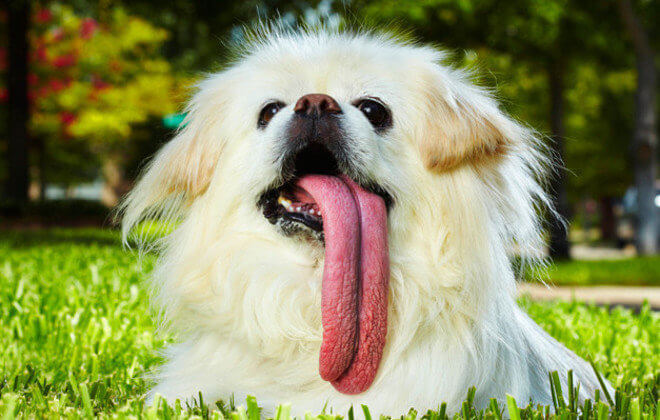 dog longest tongue