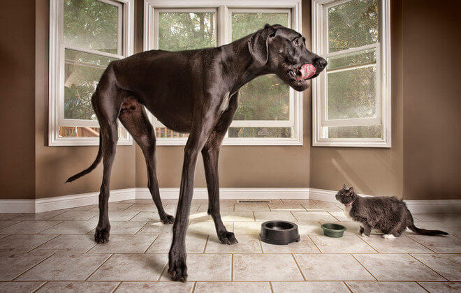 tallest dog in the world
