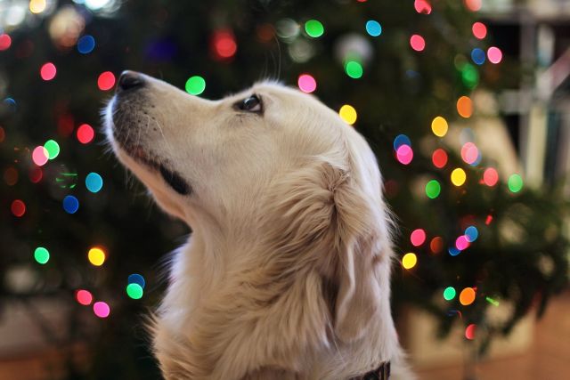 gift ideas for dogs