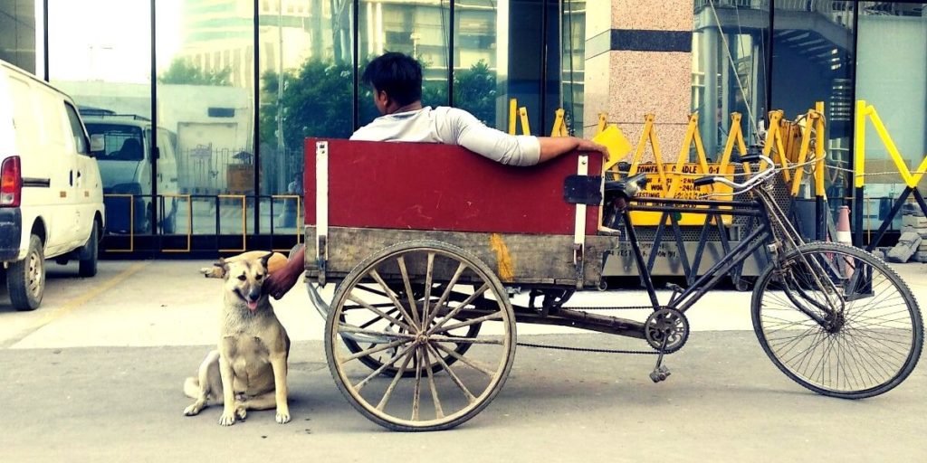 india dog rickshaw