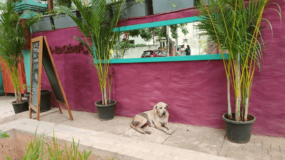 Bangalore dog