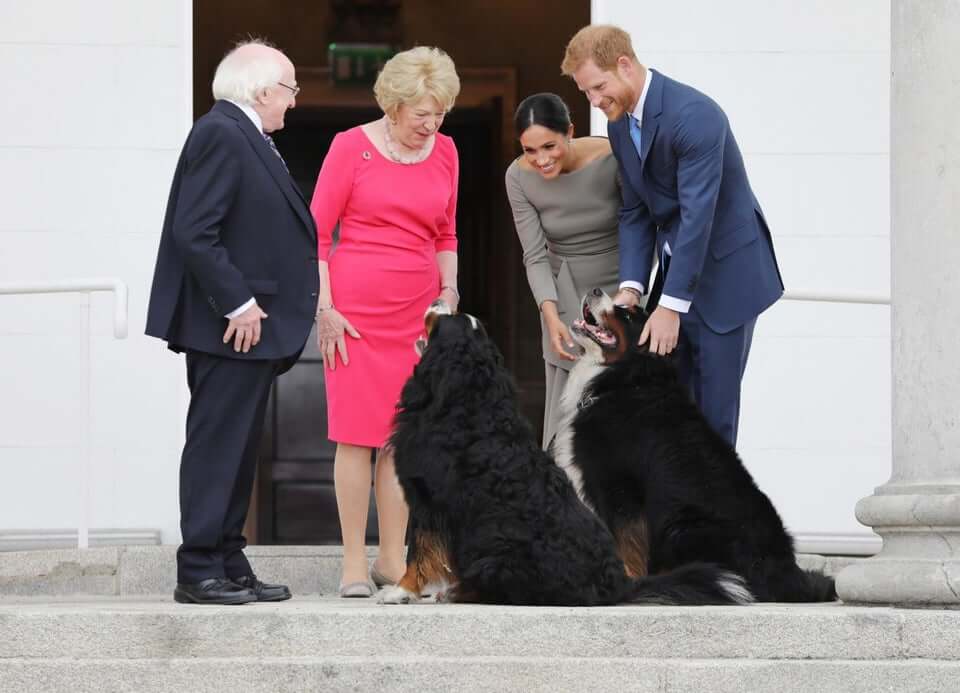 Ireland president dogs