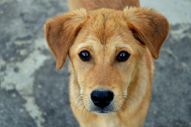 10 Animal helplines in Mumbai | Dog adoption in Mumbai