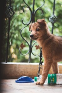 Best dog names