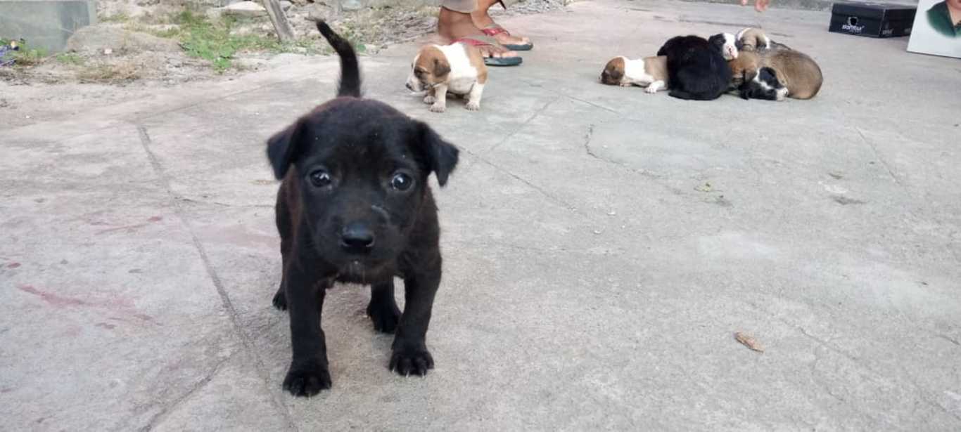 chennai dog adoption Chennai dog adoption Yahsu animal trust