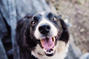 34+ Comforting Dog Loss Quotes for Grieving Pet Parents