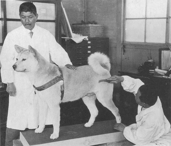 Hachiko movie review - legendary loyal dog!