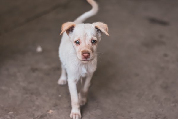 Animal laws in India to protect the strays & pets