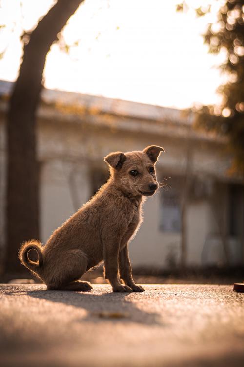 animal shelter in Kolkata