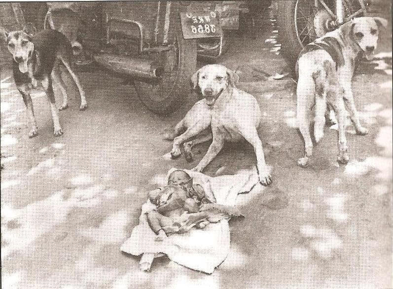 Three street dogs guard an abandoned newborn baby wrapped in cloth on a street in Kolkata, India, with vehicles in the background.