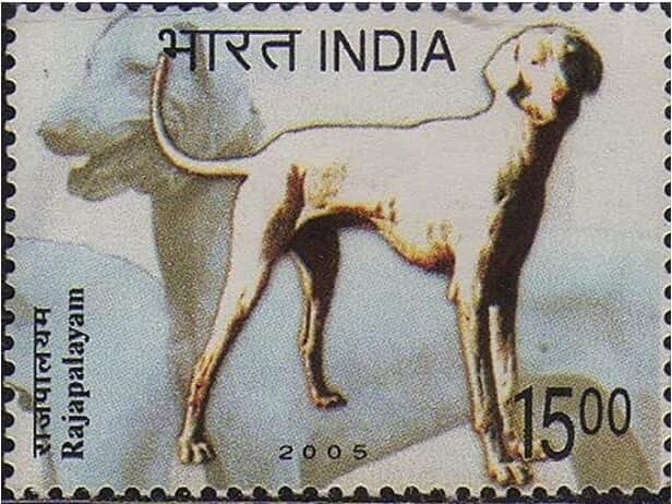 Rajapalayam dog stamp