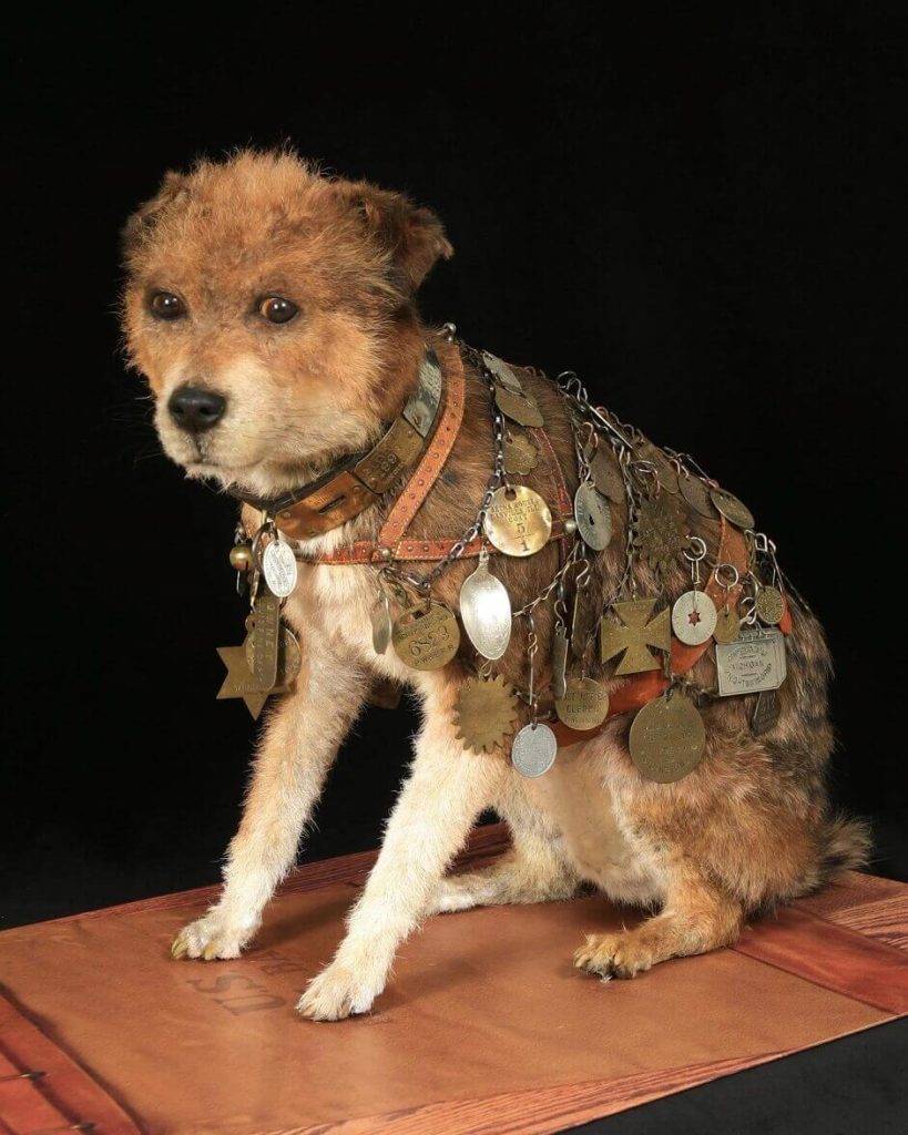 owney dog