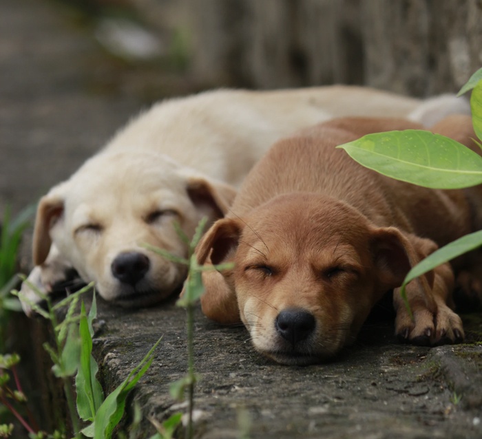 10 Bangalore animal helpline | Dog adoption in Bangalore