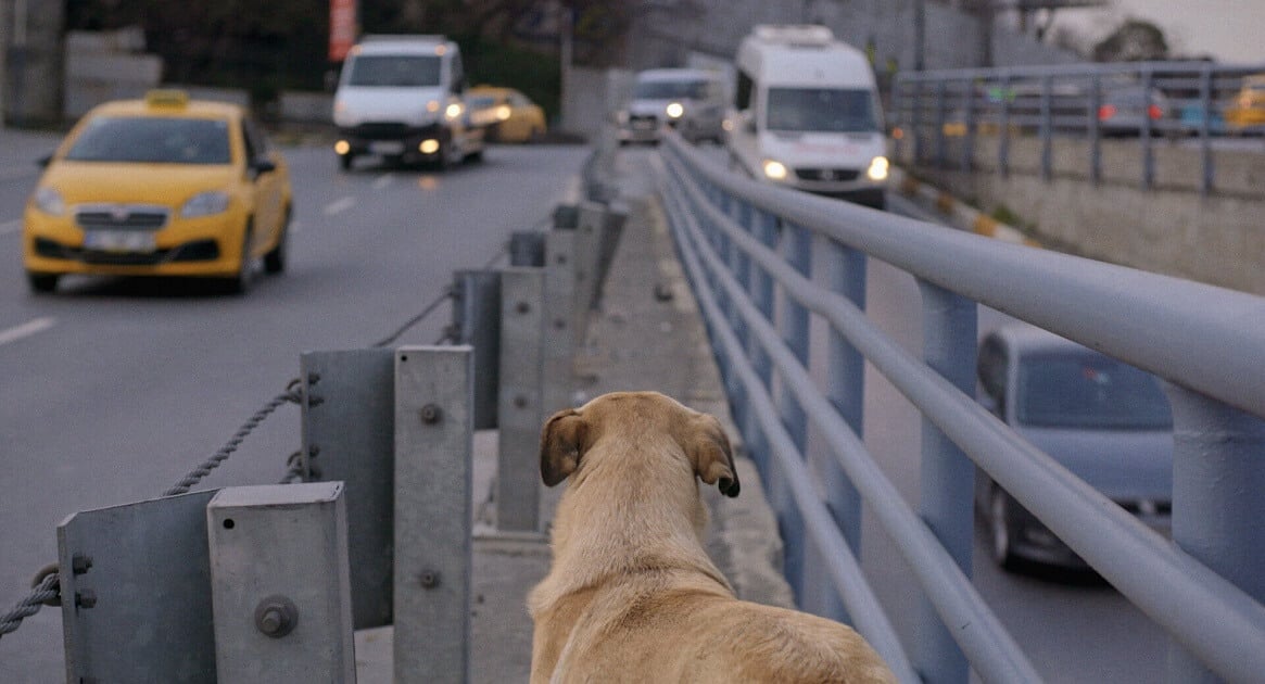 stray dog documentary