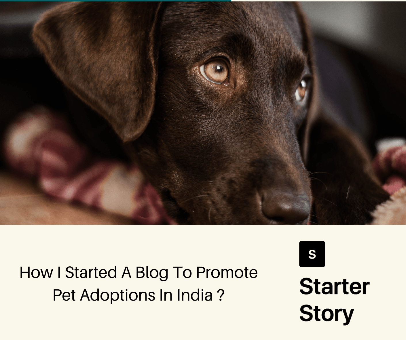 Starter Story Dog with blog