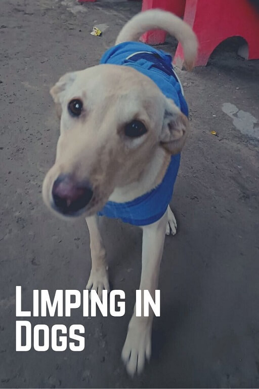 dog limping