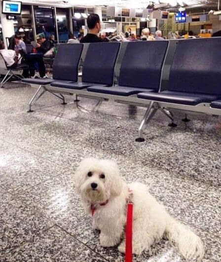 dog flight boarding