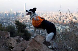 Chile dog keeps park clean