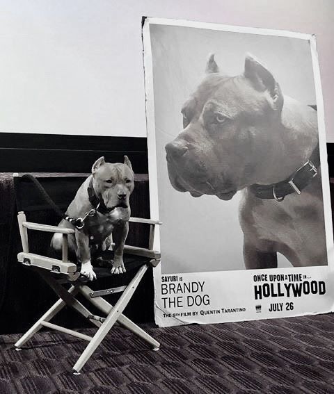 dog in Once upon a time in Hollywood