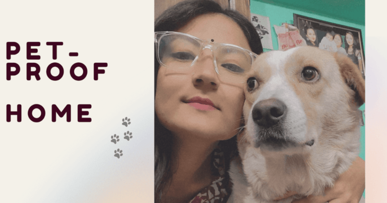 Curated visual reference: Dog Proofing Drywall In Homes With Large Pets Reference: Dog Proofing Guide Keeping Your Home Safe And Pet Friendly