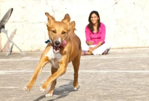 Happy dog siddharth and rasika