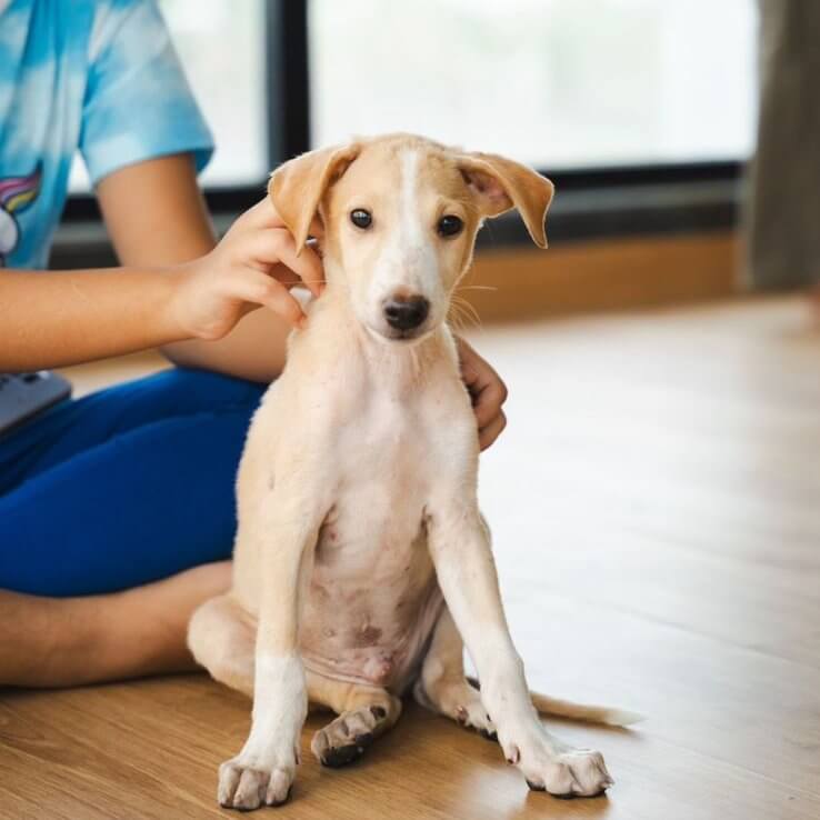 Vétérinaire ou médium pour la santé des animaux de compagnie ? 