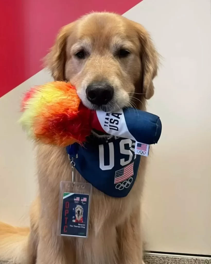 beacon therapy dog