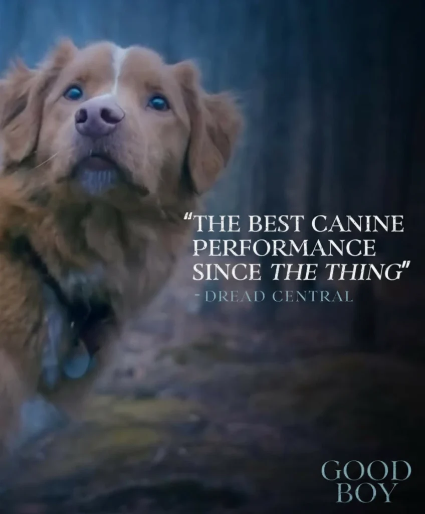 good boy movie 2025 dog- Close-up of a dog in the woods with the quote 'The best canine performance since The Thing' from Dread Central, Good Boy movie poster