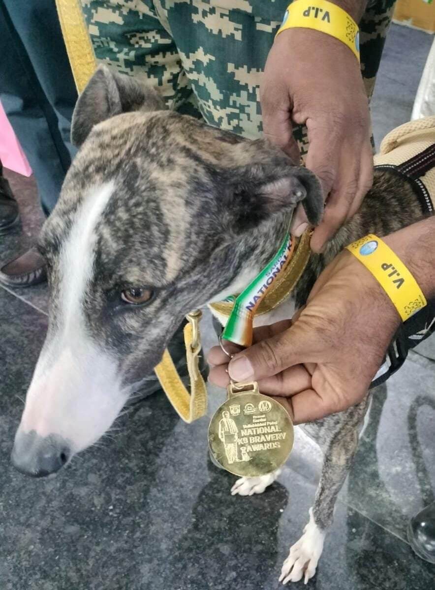 BSF tracker dog Babita, an indigenous Rampur hound, wearing her National K9 Bravery Award medal, honoured for exceptional courage and service along the Punjab border