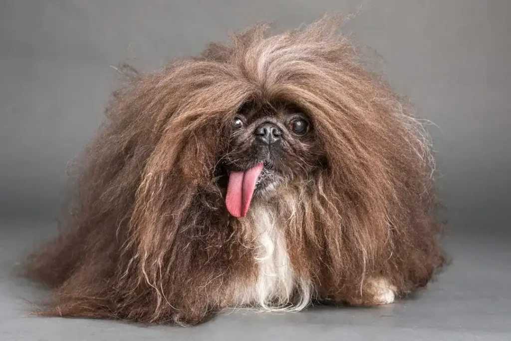 Pekingese named Wild Thang with long fluffy brown fur and tongue sticking out, winner of the 2024 World’s Ugliest Dog contest.