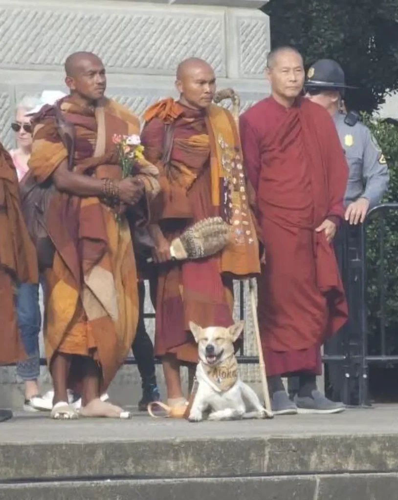 Aloka the Indian Pariah Dog sitting proudly with Buddhist monks during a public stop on his 3,700 km journey, challenging perceptions of Indian street dogs