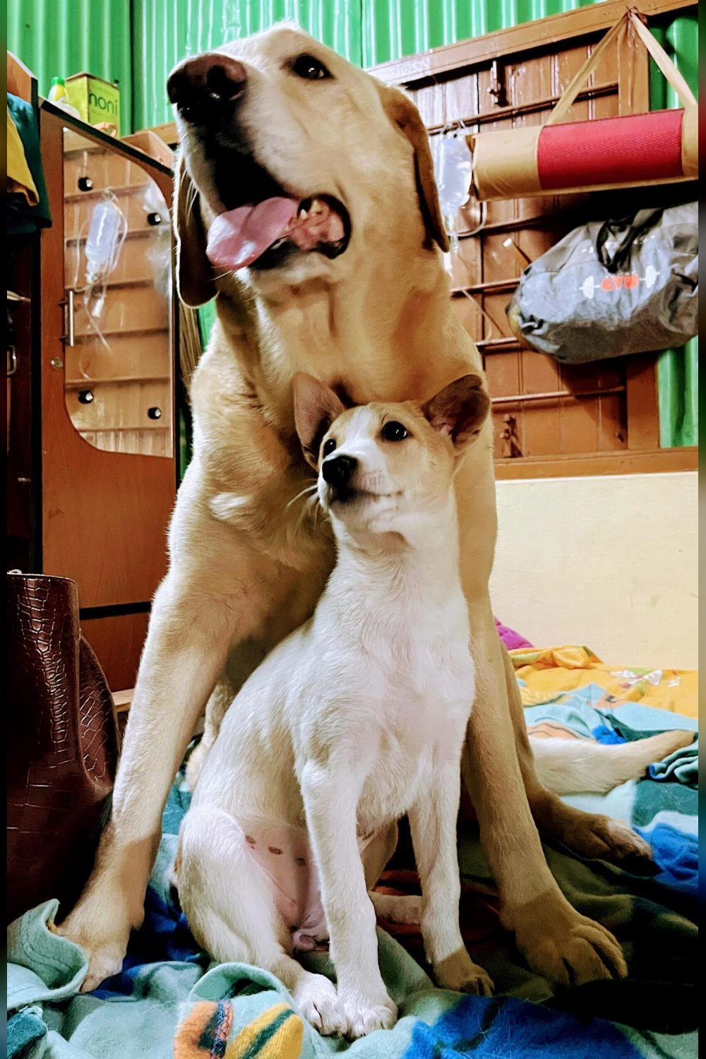 ๐พ Adoption Appeal โ A Bond That Must Stay Together ๐พ โ Agartala